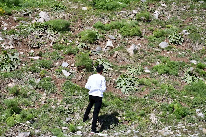 Kar, yeşeren bitkileri vurdu

