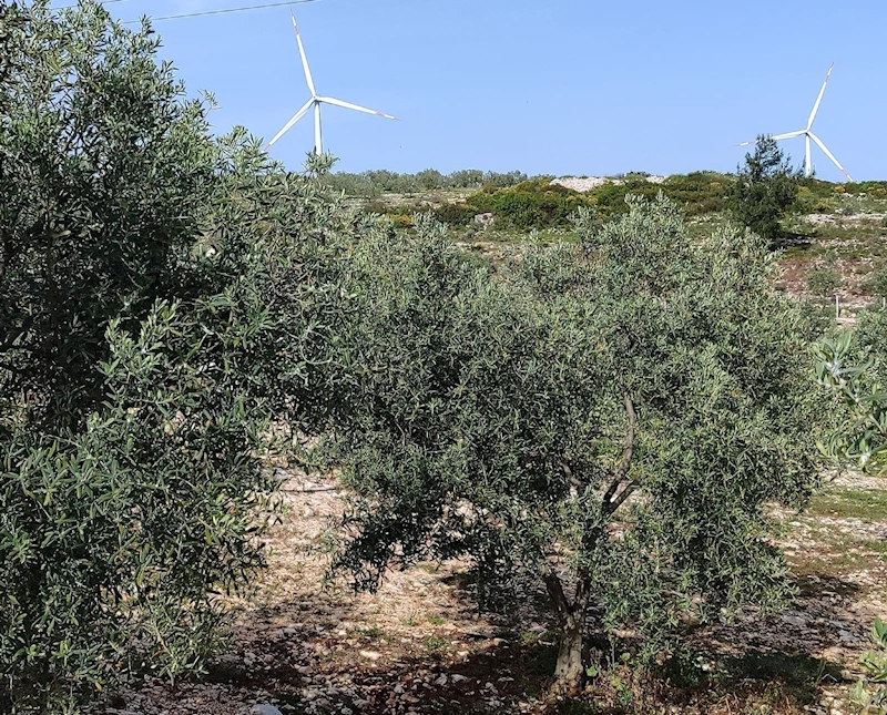 Aydın’da zeytin bahçeleri denetlendi
