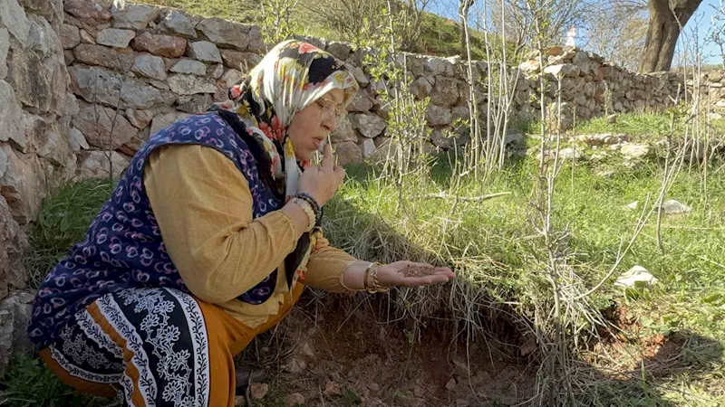 Tokat’ta türbenin toprağını yiyerek dua ediyorlar
