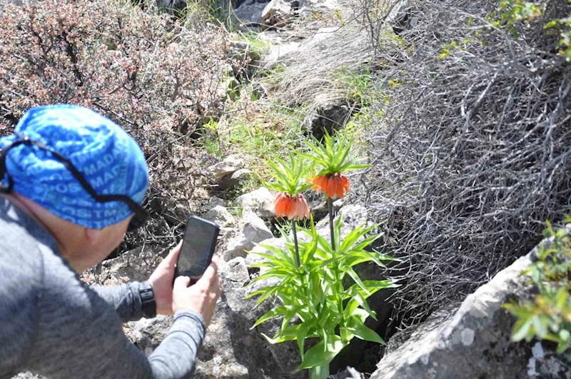 2 bin 900 rakımdaki ters laleleri görmek için geldiler
