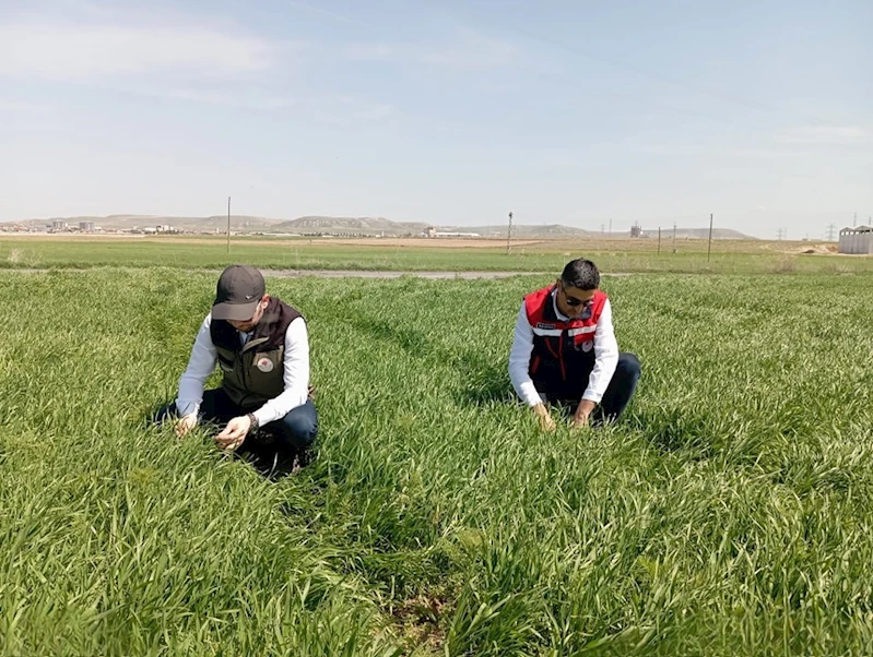 Hububat ekili alanlarda bitkisel hastalıklara karşı kontroller başladı

