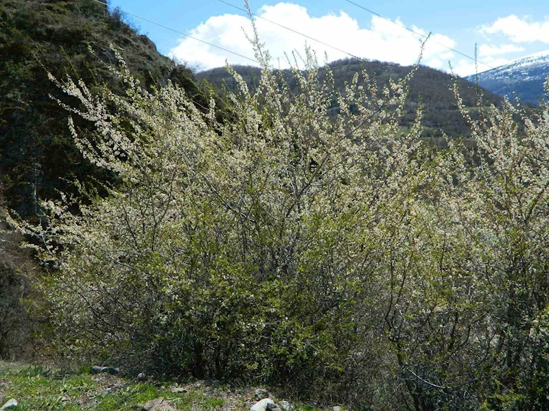 Posof’ta bahar sevinci
