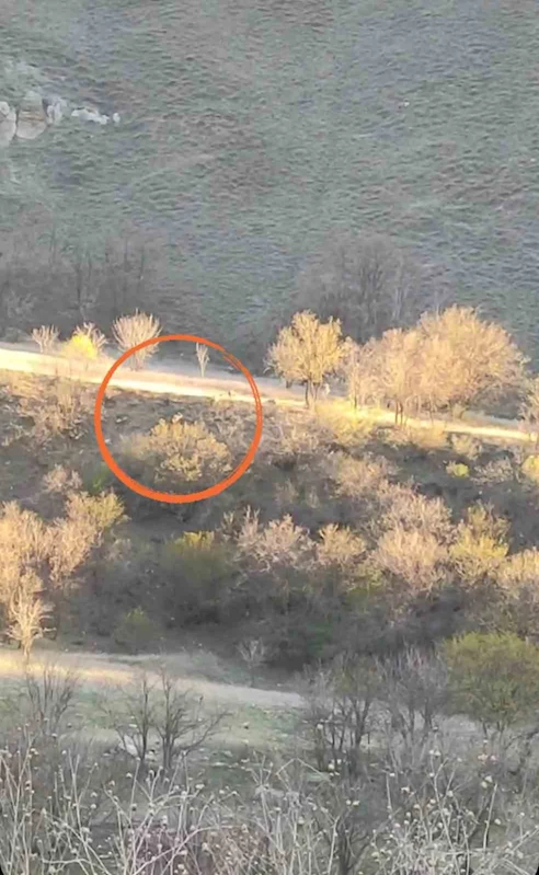 Yüksekova’da domuz sürüsü görüntülendi

