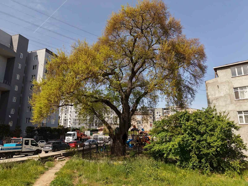 Pendik’te tarihe kök salan 400 yıllık ağaca özel bakım yapılıyor
