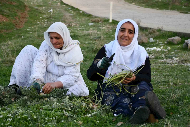 Huzura kavuşan Herekol Dağı’nda vatandaşlar pancar topladı
