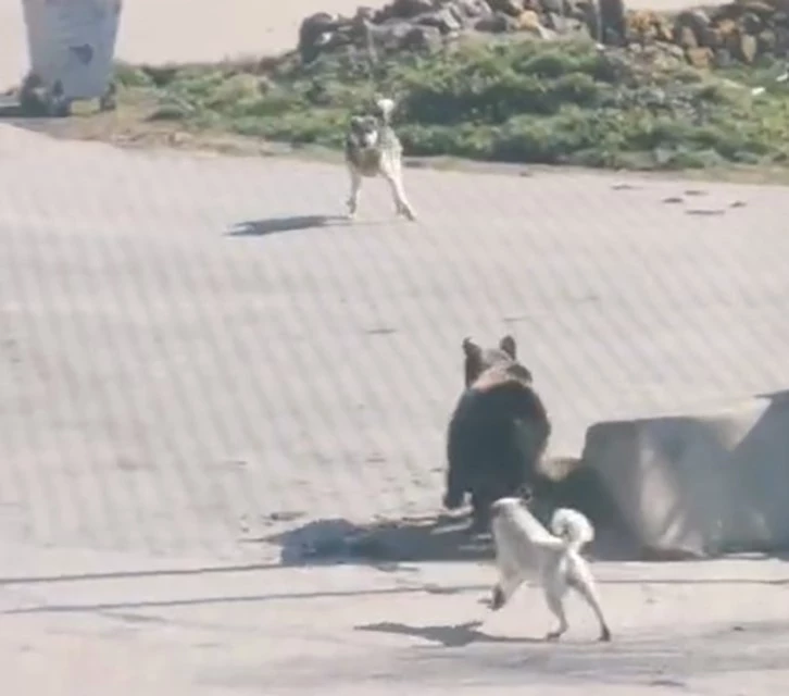 Kış uykusundan uyanıp köye inen ayıyı köpekler kovaladı: O anlar kamerada
