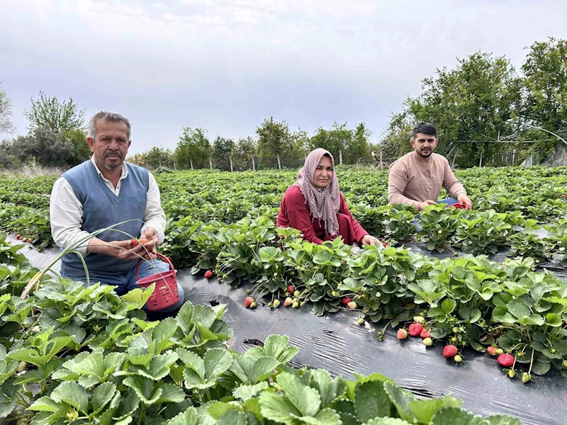 Zirai dondan ateş yakarak kurtardığı çileğin hasadına başladı
