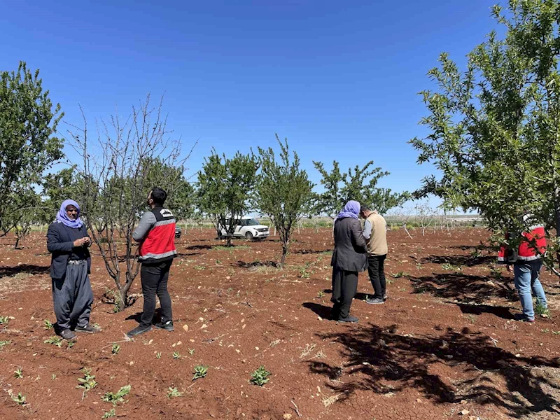 Şanlıurfa’da zirai donun etkili olduğu badem bahçeleri incelendi
