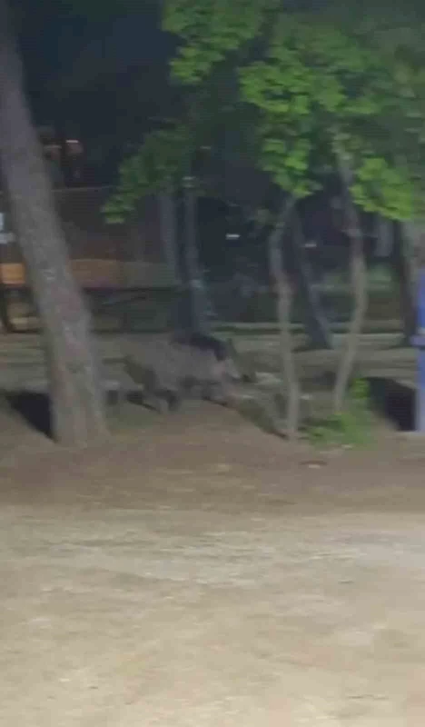 Acıkan yaban domuzu mesire alanına indi
