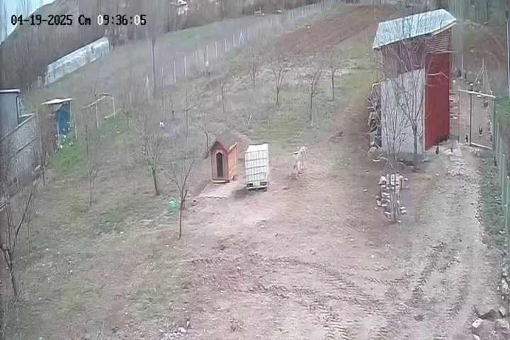 Kangal köpeğinin refleksi tavukların tilkiye yem olmasını önledi
