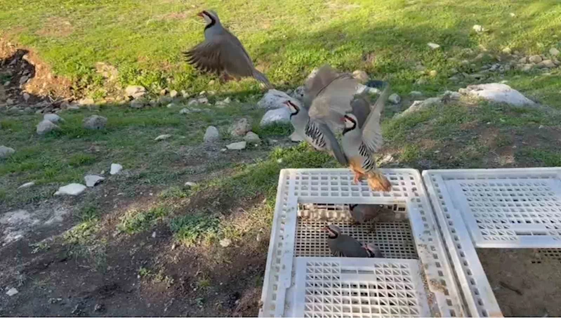 Yasa dışı avlanan kınalı keklikler doğaya salındı
