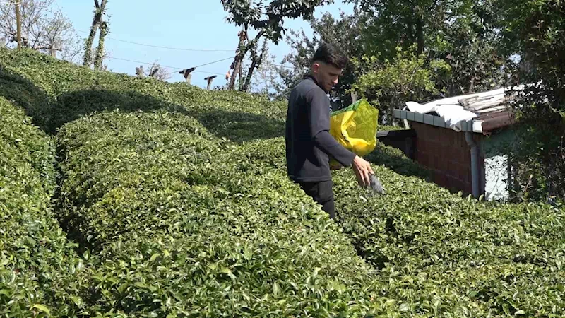 Yaş çay üreticileri son hazırlıklarını tamamlıyor
