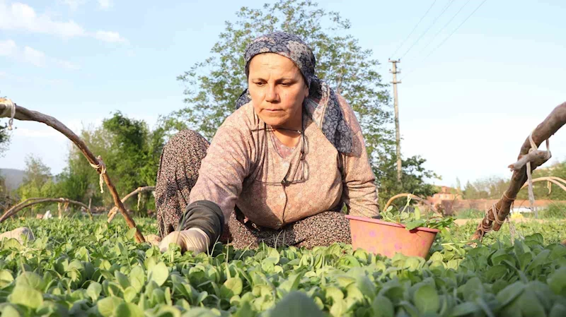 Tatık ve Pütün’den tütün firmalarına ortak çağrı; 
