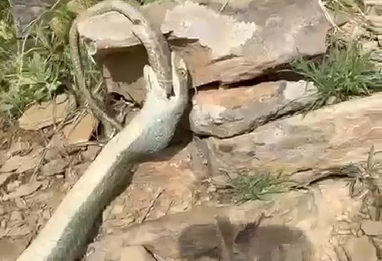 Hakkari’de bir yılan başka bir yılanı yerken görüntülendi
