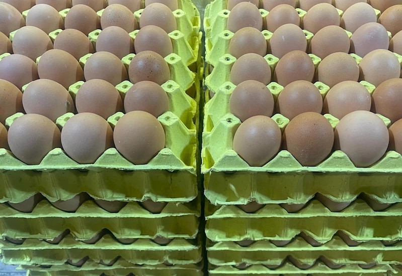 Üniversiteli tavukların yumurtaları daha hesaplı

