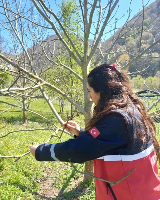 Türkeli’deki tarım arazilerinde hasar tespit çalışmaları başladı
