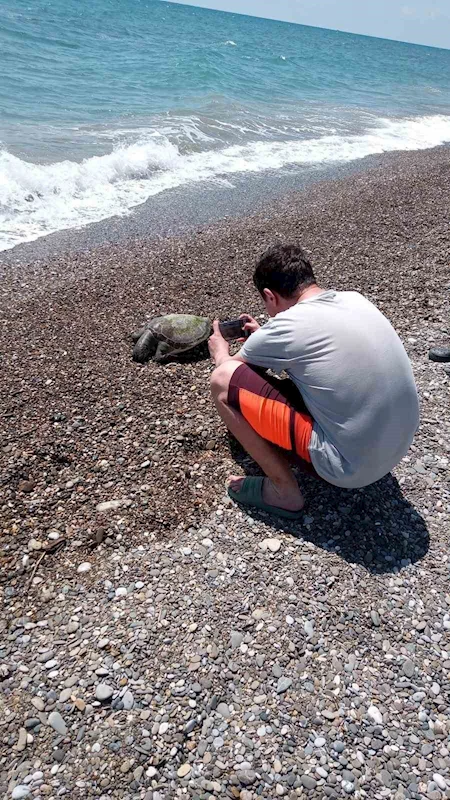 Serik’te ölü caretta caretta sahile vurdu
