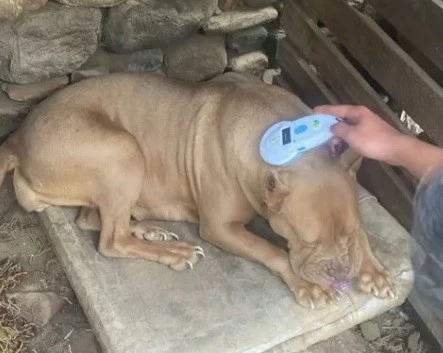 Manisa’da pitbull besleyen iki kişiye 304 bin lira ceza
