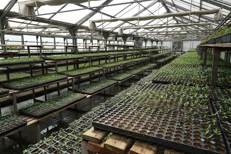 Bolu’da 200 bin adet yerli fide desteği
