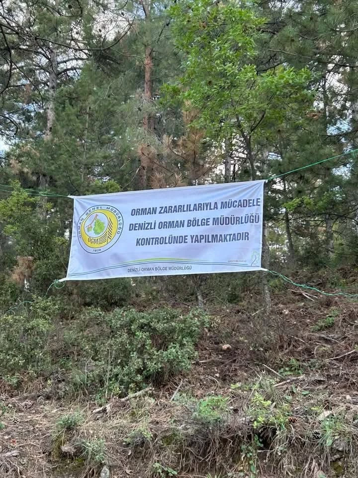 Denizli’de ağaçları kurutan böceklerle mücadele başlatıldı
