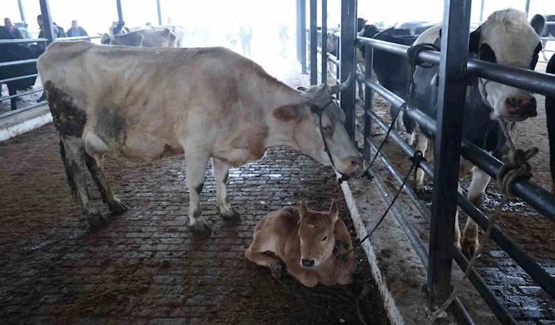 Aydın’da şap karantinası, hayvan pazarı kapatıldı
