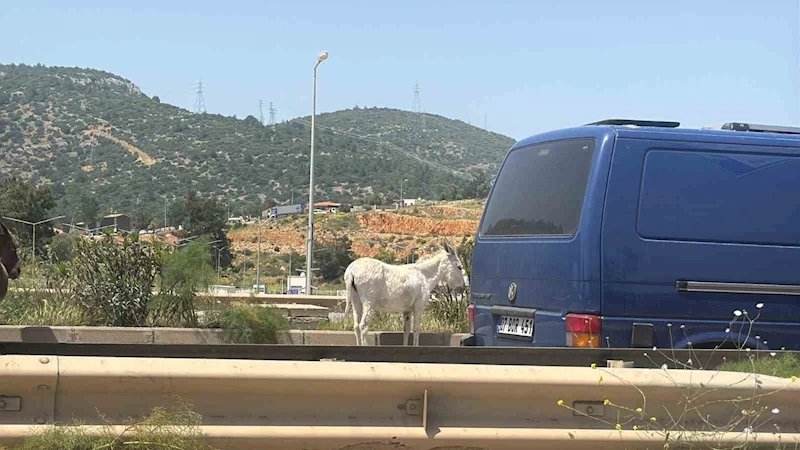 Eşekler trafiği bir birine kattı

