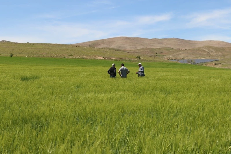 Elazığ’da süne sürvey çalışmaları başladı
