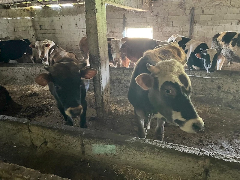 Kırklareli’nde 12 kaçak hayvan yakalandı
