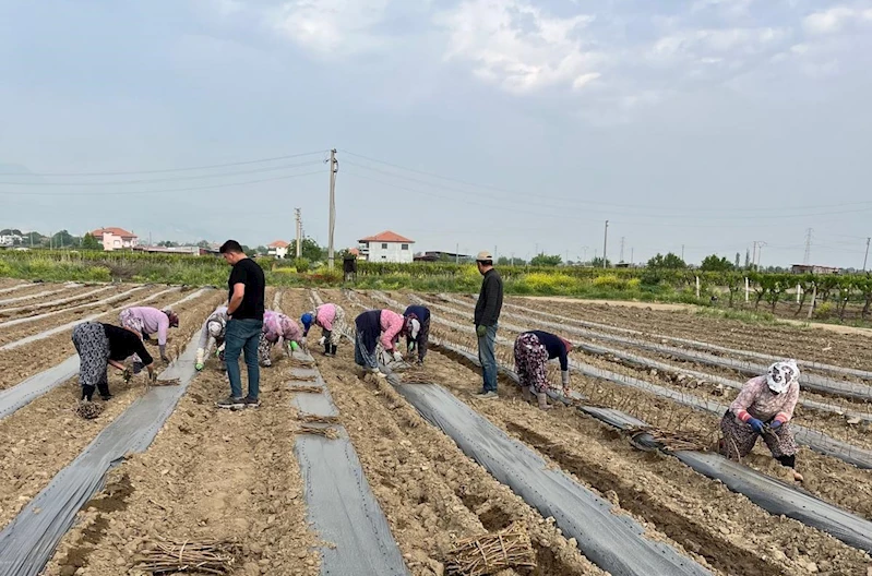 Girişimci kardeşler 10 çeşit üzüm bağ çubuğu yetiştirmeye başladı
