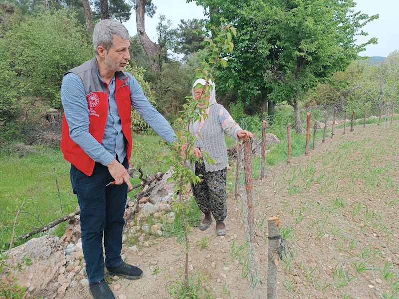 Muğla’da kapsamlı tarımsal takip
