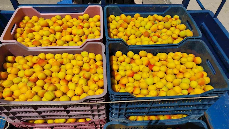 Kayısıda ilk hasat yapıldı: 500 TL’den alıcı buldu
