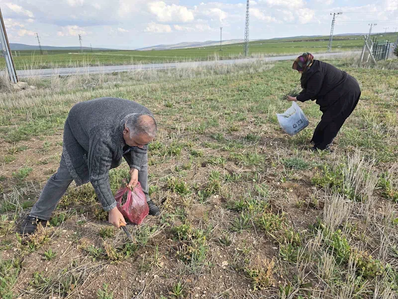 Yozgat’ta yemlik otu bereketi
