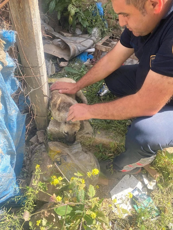 Kafasına bidon sıkışan yavru köpeğin yardımına itfaiye yetişti
