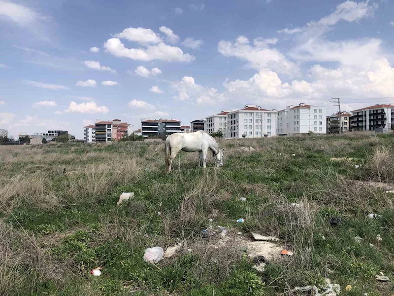 Eskişehir’de başıboş atlar
