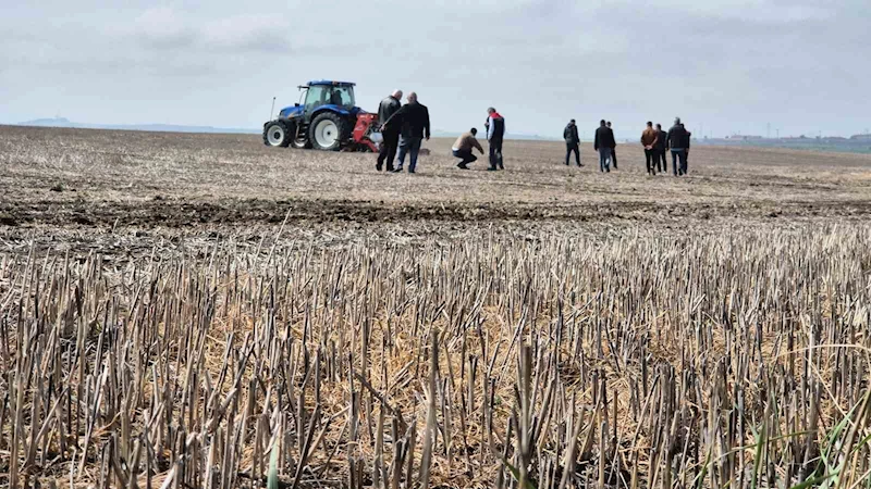 Tekirdağ’da anıza ekim dönemi: Anıza ekim Türkiye’ye örnek olacak
