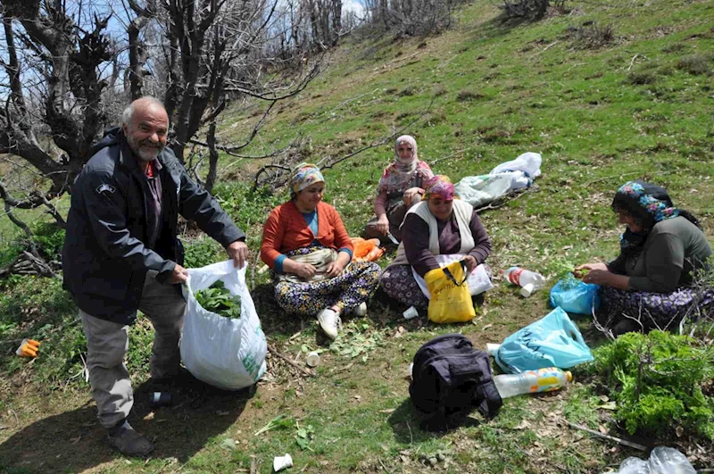 Dağlarda doğal olarak yetişen pancarlar yüzlerce aileye geçim kaynağı oluyor
