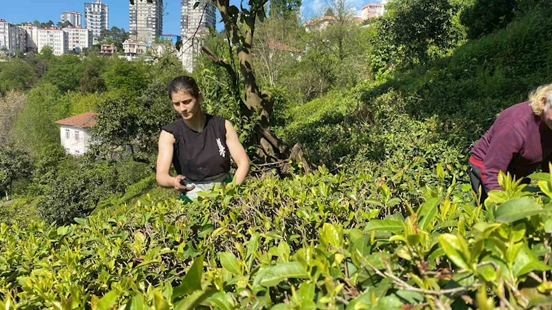 Çay bahçesinden, Dünya Şampiyonası’na
