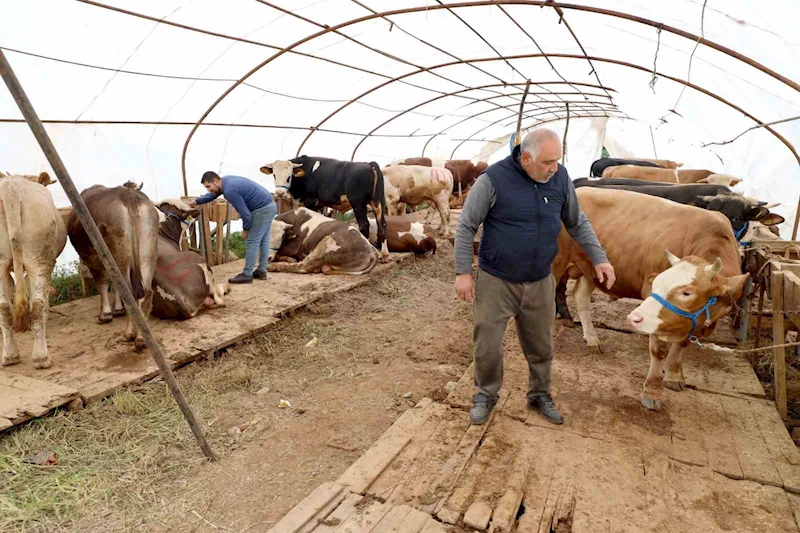 Başiskele’deki kurbanlık satış yerinde hazırlıklar tamam

