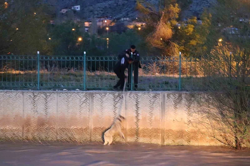 Erzurum’da sokak köpeğine kurtarma operasyonu

