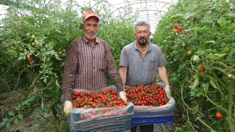 Örtü altı domateste hasatta sona yaklaşıldı
