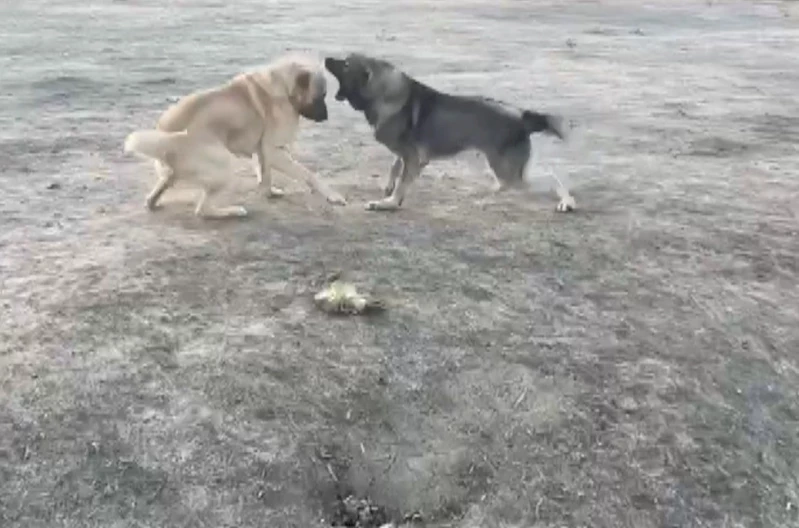 Köpekler acımasızca dövüştürüldü
