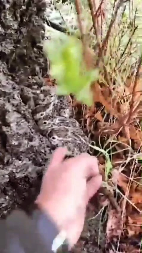 Hayvanlarını otlatan çoban, gördüğü yeni doğan tavşan yavrularını korumaya aldı
