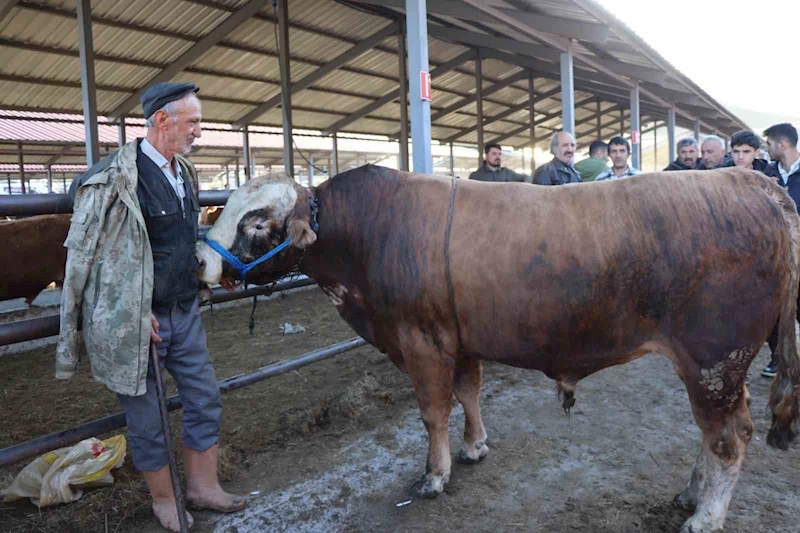 Kurban Bayramı öncesi hayvan pazarlarında hareketlilik başladı
