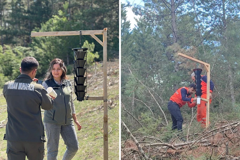 Ormanları kurutan böceğe karşı sıkı önlem

