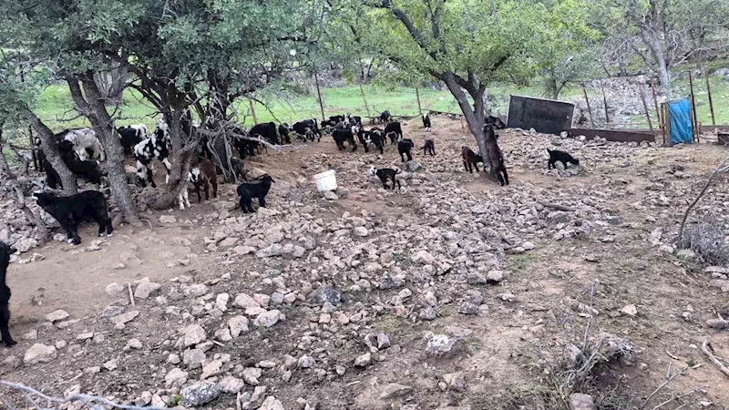 Mardinli besici, hayvanlarını barındırdıkları yerden tahliye etmek için belediyeden ek süre bekliyor
