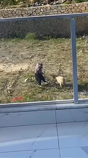 Koyuna tekme atıp, iple eziyet eden şahıs gözaltına alındı
