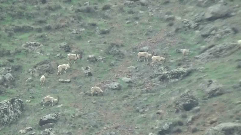 Tunceli’de koruma altındaki yaban keçileri sürü halinde görüntülendi

