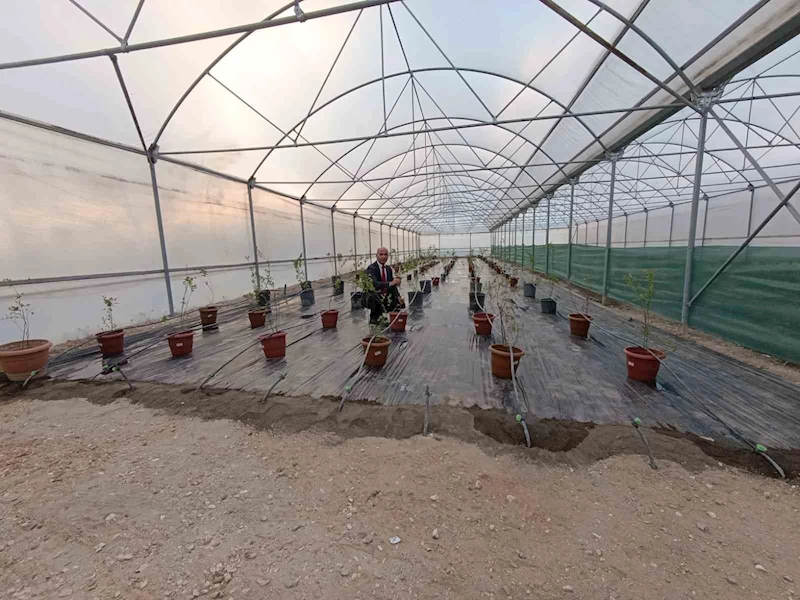 Niğde’de yaban mersini üretimi başladı
