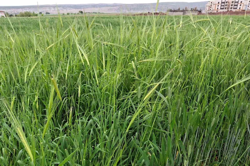 Araban’da etkili olan yağmur çiftçinin yüzünü güldürdü
