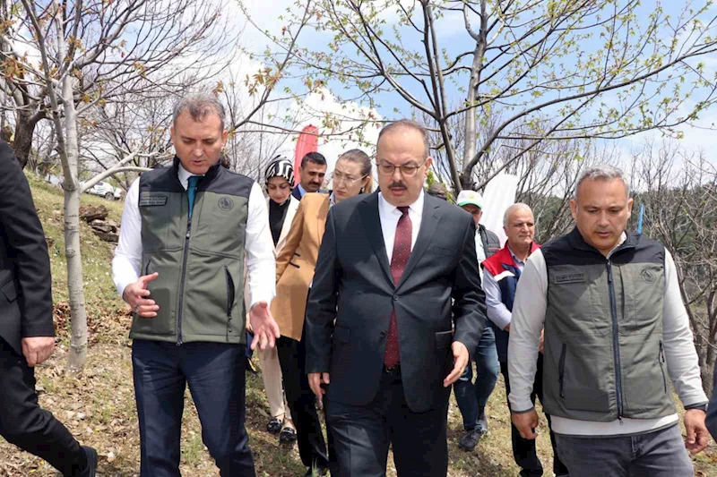 Aydın’da Kestane zararlısına karşı biyolojik mücadele
